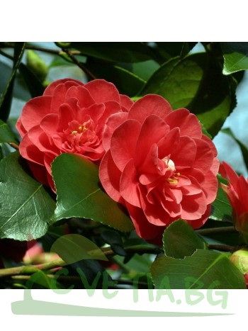 Камелия Camellia Lady Campbell